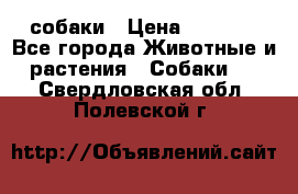 собаки › Цена ­ 2 500 - Все города Животные и растения » Собаки   . Свердловская обл.,Полевской г.